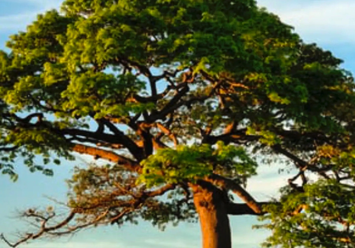 Crooked Tree Village ministry in Belize